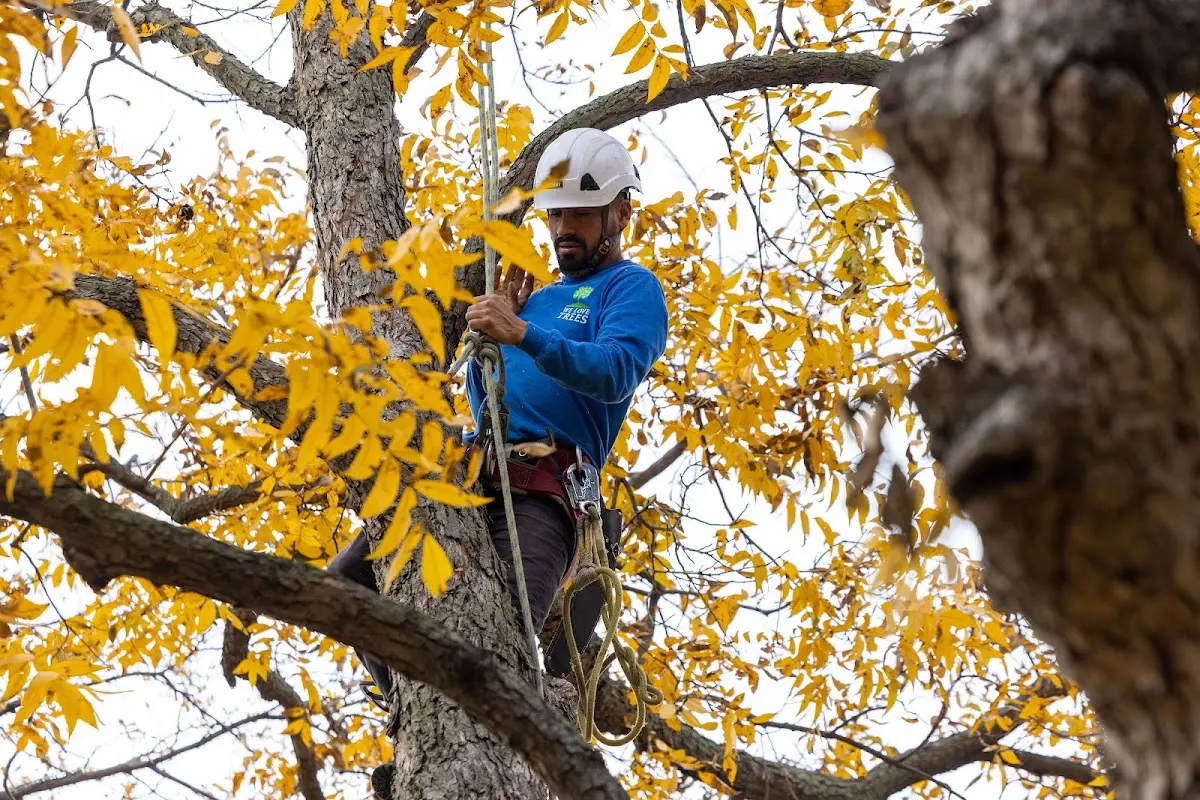 Skilled Storm Damage Cleanup crew working in Ventress